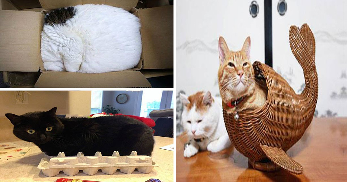 Τα πιο παράξενα μέρη που μπορεί να βρεις μια γάτα…