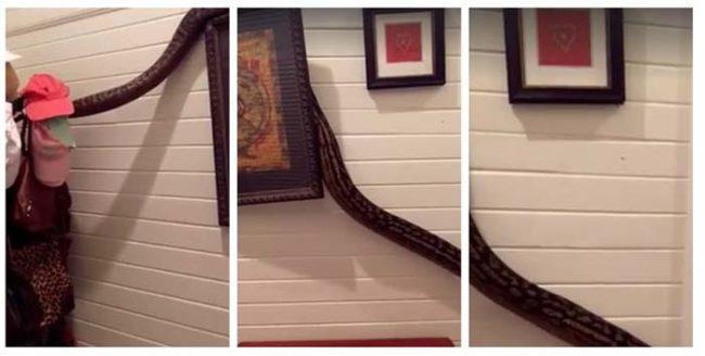 In a video uploaded to Facebook, Hibberd shows the snake making its way down her hallway, casually wrapping itself around a hat rack and some picture frames.