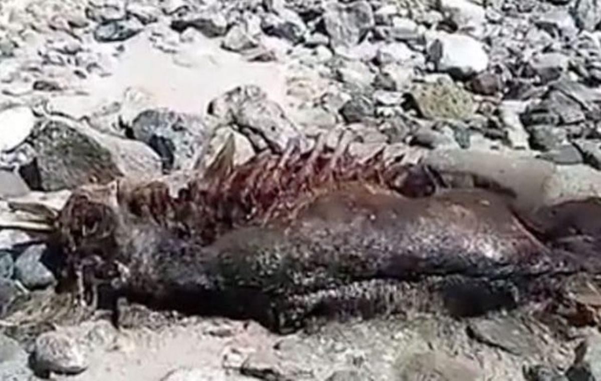 Παράξενο ανθρωπόμορφο πλάσμα με κέρατα και ουρά ξεβράστηκε σε ακτή του Μεξικού (βίντεο)