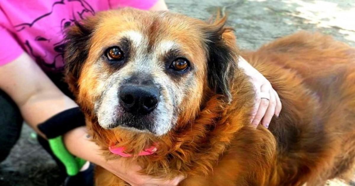 Αφοσιωμένη σκυλίτσα που έμεινε πλάι στον νεκρό ιδιοκτήτη της, βρίσκει νέα οικογένεια!