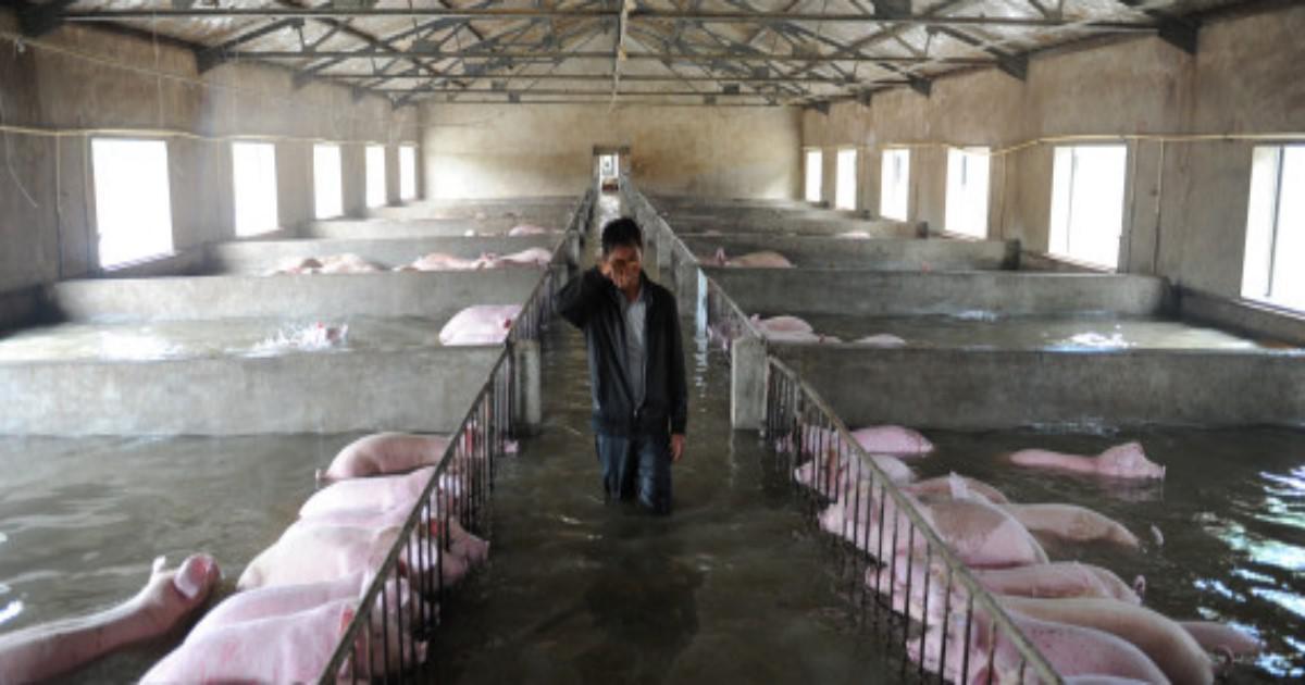 Ο συγκινητικός αποχαιρετισμός δύο Κινέζων αγροτών στα γουρούνια τους που κινδυνεύουν να πεθάνουν