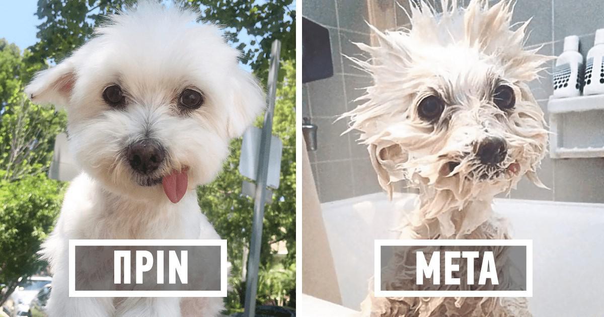 45 αξιολάτρευτοι σκύλοι πριν και μετά το μπάνιο σε στιγμές που φέρνουν γέλιο.