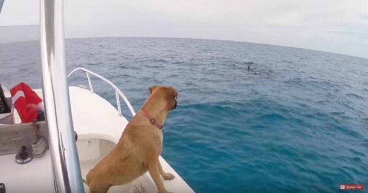 Δείτε τι κάνει αυτός ο σκύλος, μόλις βλέπει δελφίνια για πρώτη φορά (Βίντεο)