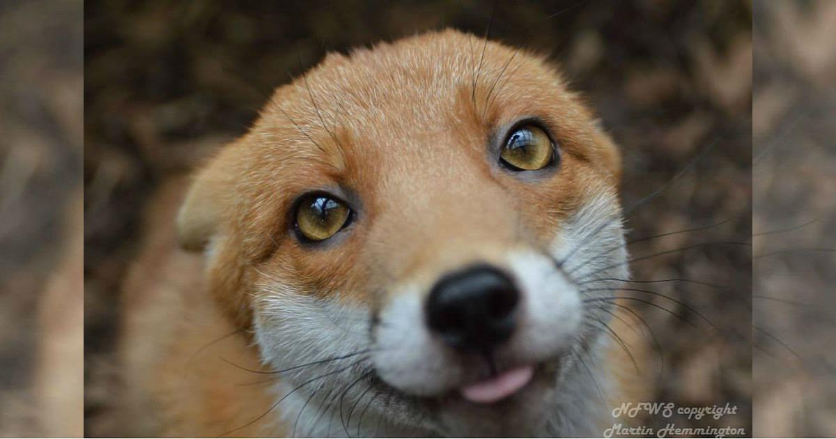 Μικρή κόκκινη αλεπού είναι τόσο ήρεμη για να ζήσει στην άγρια φύση, που προτιμά να μείνει με τους αγαπημένους της ανθρώπους.