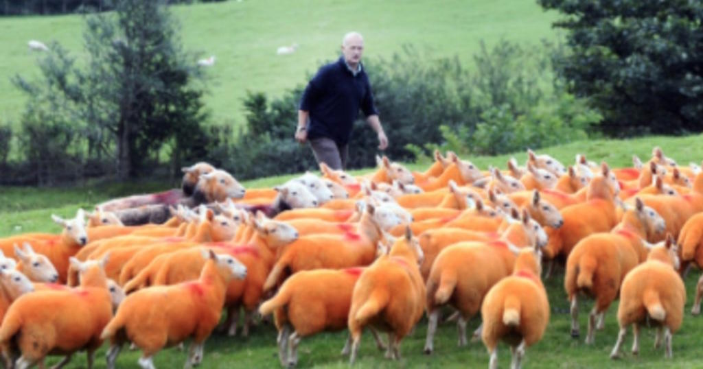 Κτηνοτρόφος έβαψε τα πρόβατά του πορτοκαλί για να μην του τα κλέβουν.