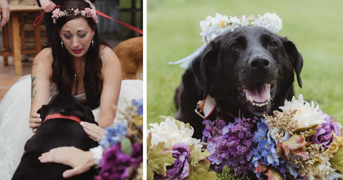 15χρονος σκύλος πάλεψε με όγκο στον εγκέφαλο και  έζησε μόνο για να δει τον γάμο της ιδιοκτήτριάς του