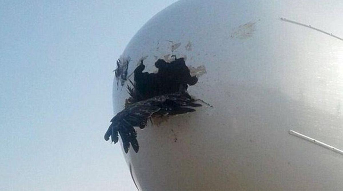 Κι όμως! Δείτε τη ζημιά που προκάλεσε αετός που καρφώθηκε στη μύτη ενός Boeing 737