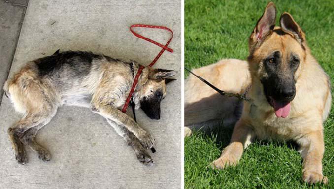 16 φωτογραφίες ζώων πριν και μετά την διάσωση που θα σας φτιάξουν την μέρα (11)