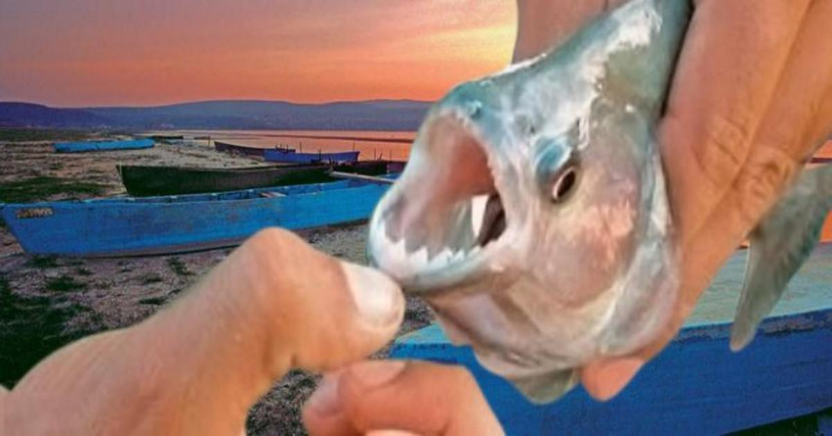 Κιλκίς: Κόκκινο πιράνχας επιτέθηκε σε ανυποψίαστο ψαρά στην λίμνη Δοϊράνη