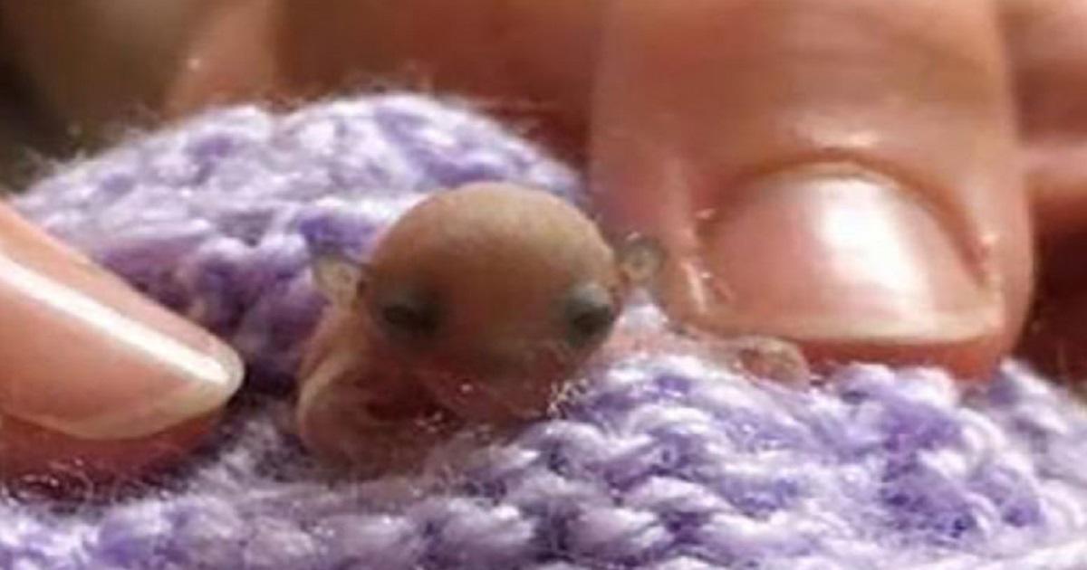 Όταν έσωσαν αυτό το μικροσκοπικό μωρό ζωάκι δεν είχαν ιδέα τι πραγματικά ήταν.
