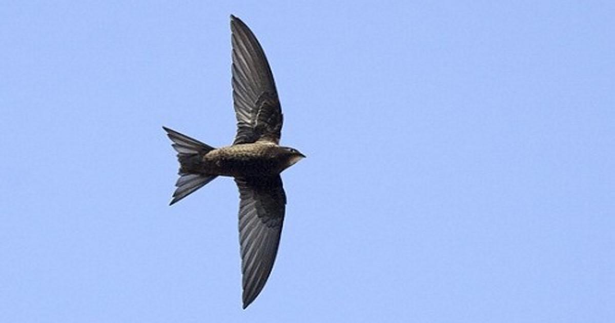 Το πετροχελίδονο ανακηρύχθηκε επισήμως το ταχύτερο πουλί στη Γη – Πετά 10 μήνες χωρίς στάση