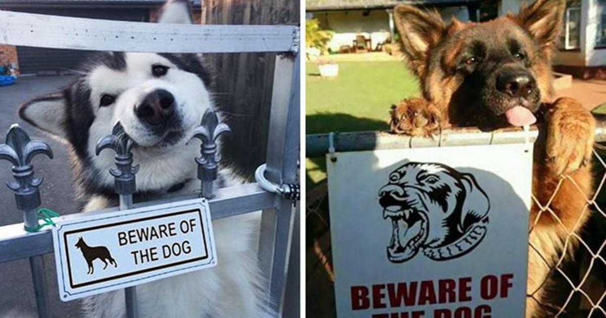 Ξεκαρδιστικές φωτογραφίες: Όταν το «προσοχή σκύλος» γίνεται το τέλειο… ανέκδοτο