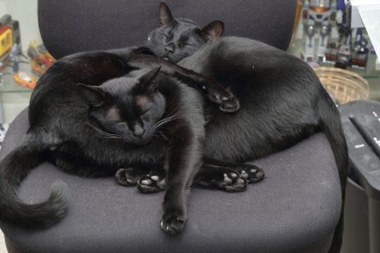 Two black cats are better than one.