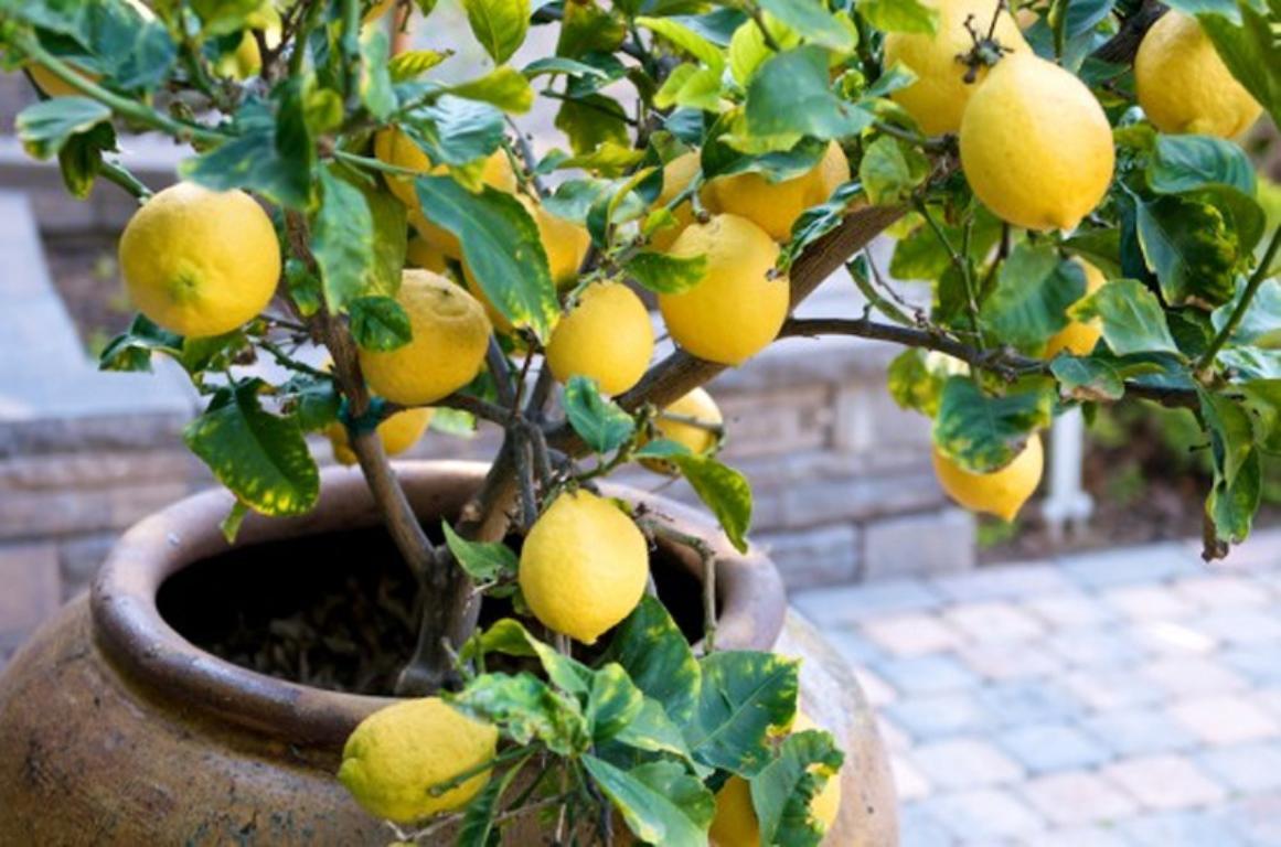 Δείτε πως να καλλιεργήσετε εύκολα λεμόνια στο σπίτι