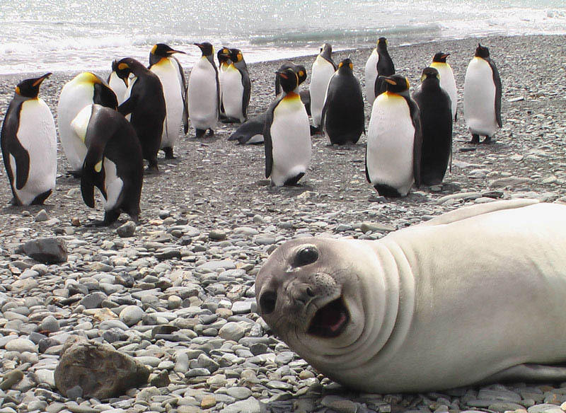 It's tough being different. Fortunately, this seal doesn't mind it at all.