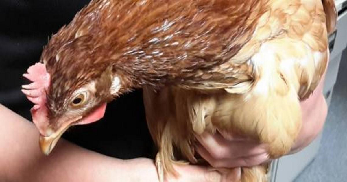 Ανάστατη η αστυνομία της Σκωτίας με κότα που προσπάθησε να διασχίσει τον δρόμο