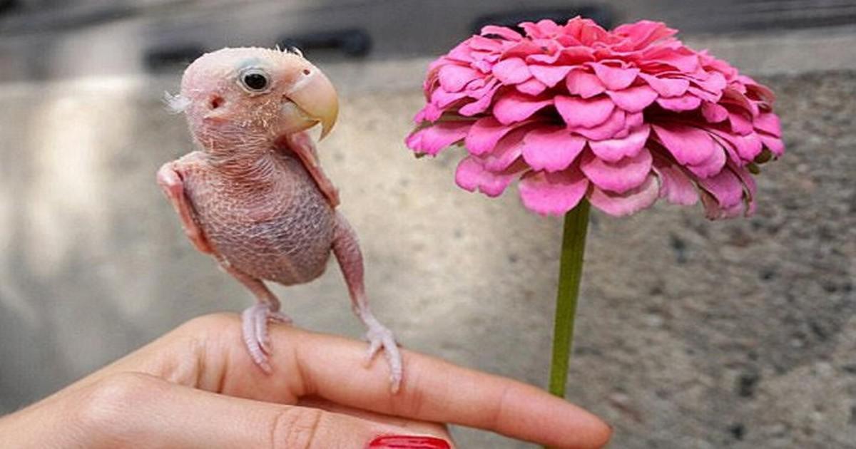 Το φαλακρό πουλί που κέρδισε τις καρδιές χιλιάδων ανθρώπων όταν χτυπήθηκε από ιό