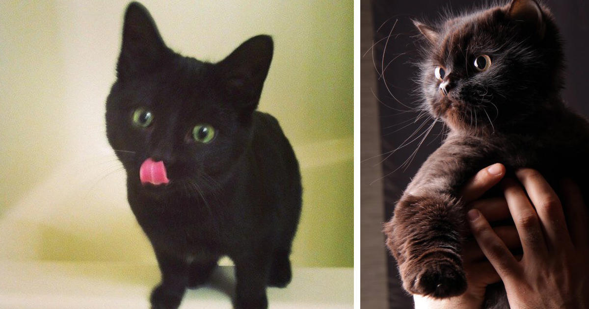 23 μαύρες γάτες τόσο αξιολάτρευτες που είναι ΑΔΥΝΑΤΟ να σου φέρουν γρουσουζιά