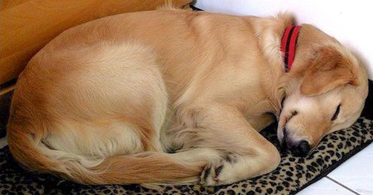 Ένα παράξενο σκυλί περιπλανιόνταν στην αυλή της για να κοιμηθεί, τότε βρίσκει ένα σημείωμα δεμένο στο κολάρο του.