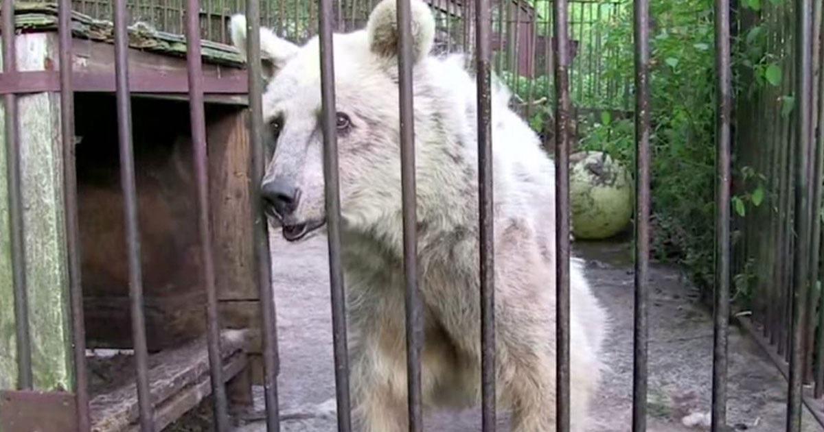 Αρκούδα που έχει μείνει φυλακισμένη για περισσότερα από 30 χρόνια, έχει αυτή την ανεκτίμητη αντίδραση τη στιγμή που την απελευθερώνουν.