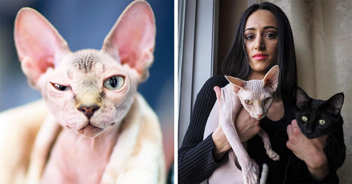 Γυναίκα πλήρωσε 700 ευρώ για μια γάτα σφίγγα που τελικά ήταν απλά μια ξυρισμένη γάτα.