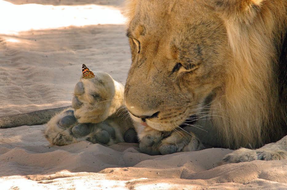 Λιοντάρι φροντίζει τον μικροσκοπικό επισκέπτη του και μας δείχνει τι σημαίνει ευγένεια