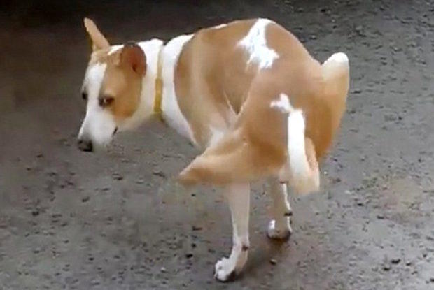 Σκύλος κάνει θεαματική επάνοδο όταν «άρρωστος» κτηνίατρος του έκοψε τα πόδια για να «μάθει» στην πρακτική του