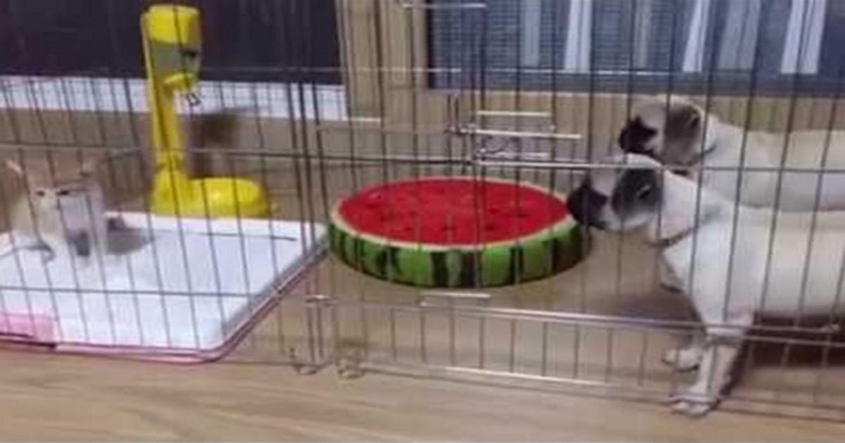 «Γενναίοι» σκύλοι τα βάζουν με γατάκι σε ένα ξεκαρδιστικό βίντεο που έχει γίνει viral