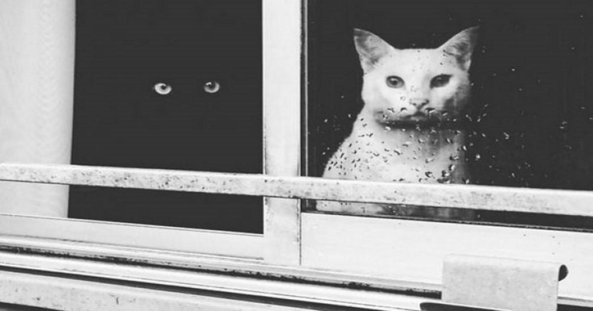 18 φωτογραφίες με μαύρες και άσπρες γάτες που ταιριάζουν απόλυτα παρά τις διαφορές τους