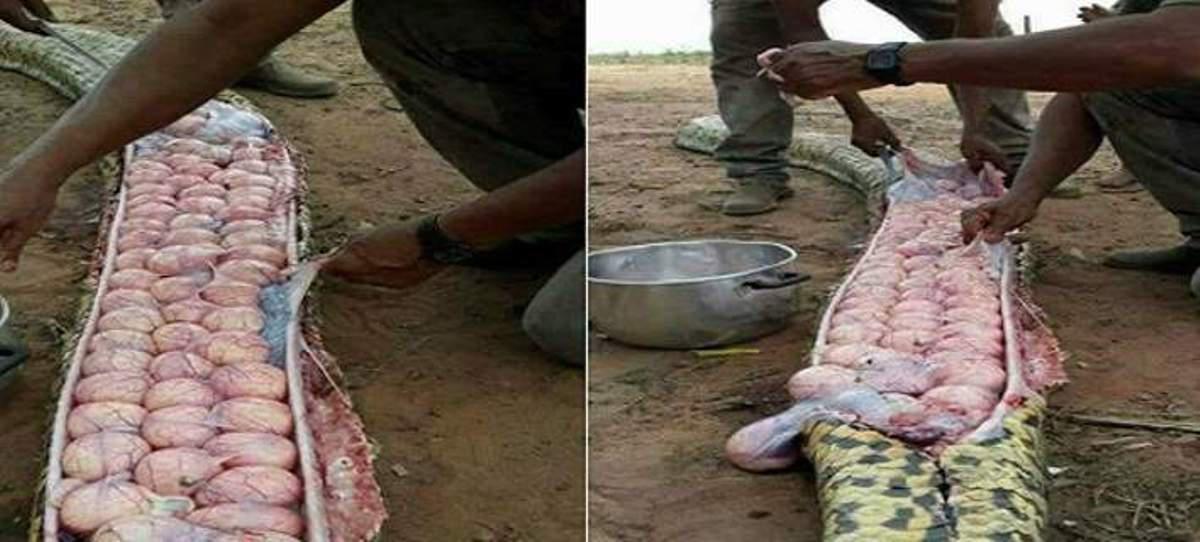Σκότωσαν τεράστιο φίδι και βρήκαν μέσα του δεκάδες αβγά (φωτογραφίες)