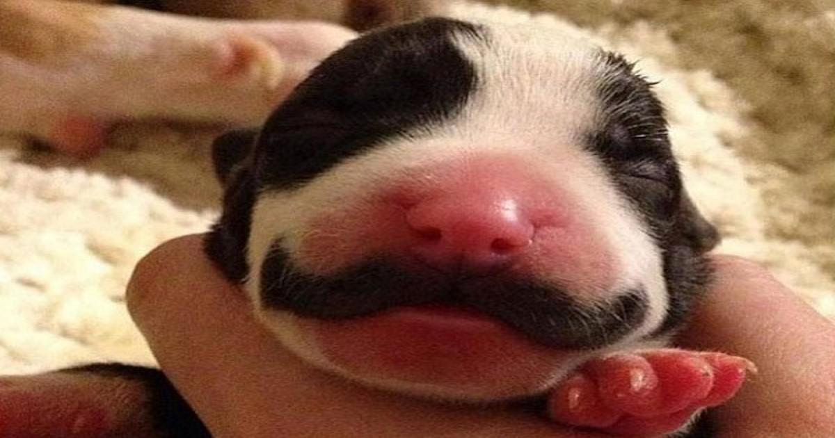 Κουτάβι που γεννήθηκε με «μουστάκι» μεγαλώνει και γίνεται ένας πανέμορφος σκύλος!