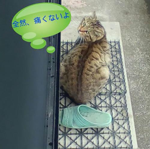 1111742_cats-build-resistance-deterring-spikes-japan-10-58528d899f975__700
