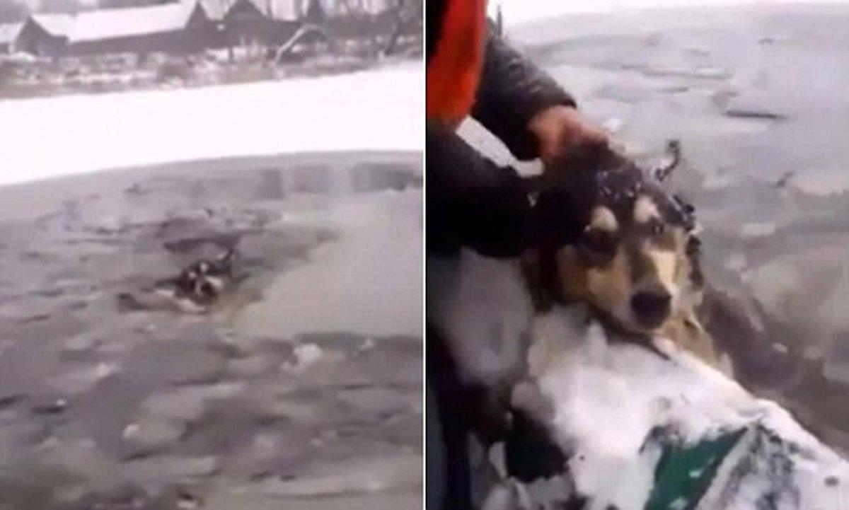 Η συγκλονιστική στιγμή που δύο περαστικοί σώζουν έναν σκύλο που πνίγεται σε παγωμένη λίμνη!