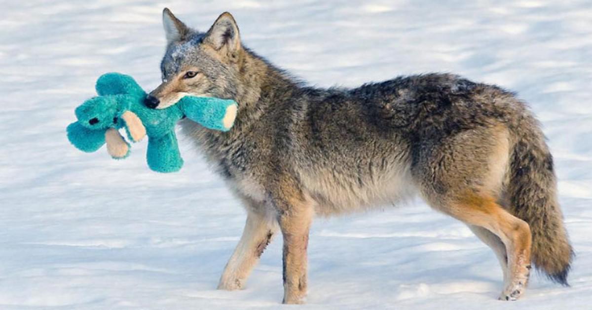 Κογιότ βρίσκει ένα παιχνίδι στο χιόνι και αποδεικνύει ότι τα άγρια ζώα είναι εξίσου παιχνιδιάρικα με τα κατοικίδια