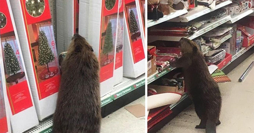 Κάστορας βρέθηκε σε σούπερ μάρκετ να ψάχνει για ένα ψεύτικο χριστουγεννιάτικο δέντρο.