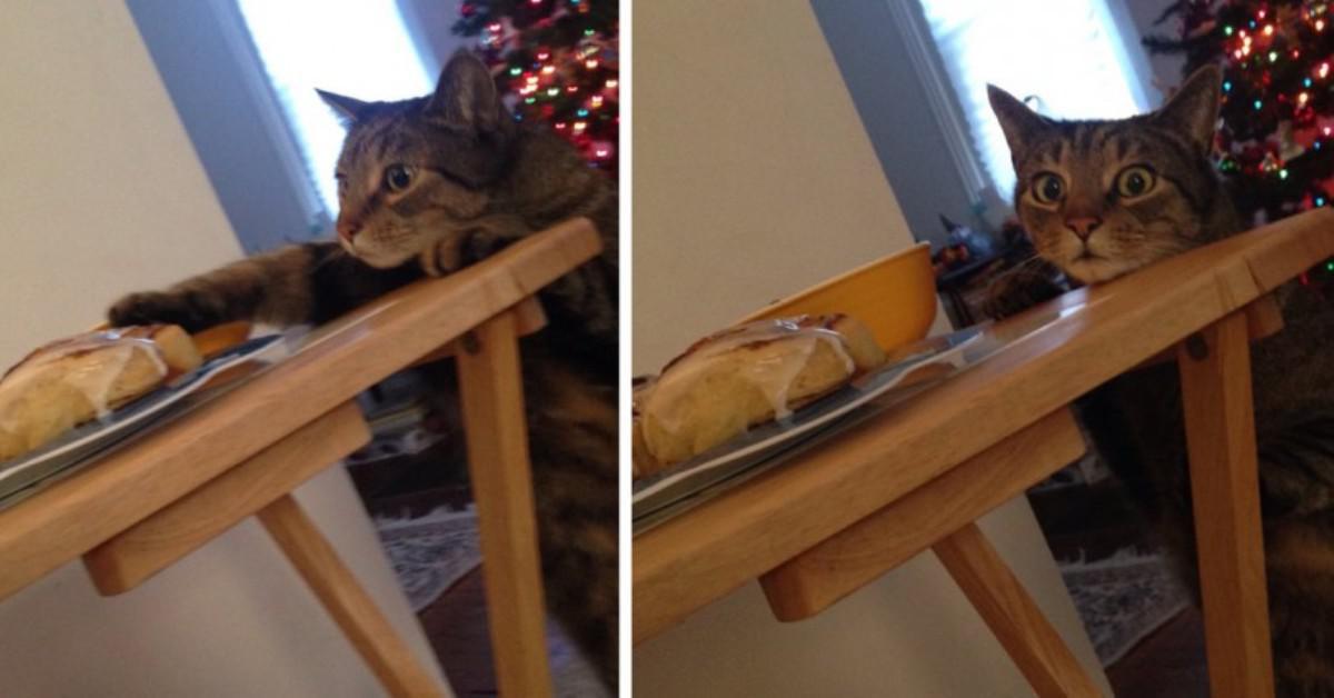 Έπιασε την γάτα της «στα πράσα» ενώ έκλεβε φαγητό. Η αντίδρασή της έχει ξετρελάνει ΟΛΟ το διαδίκτυο!
