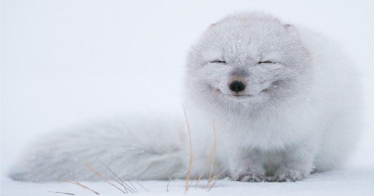 40 υπέροχες φωτογραφίες με αλεπούδες στα χιονιά, που θα ερωτευτείτε.