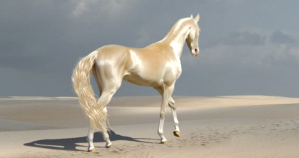 Αυτό το άλογο δεν μοιάζει με κανένα άλλο και λένε πως είναι το ωραιότερο στον κόσμο.