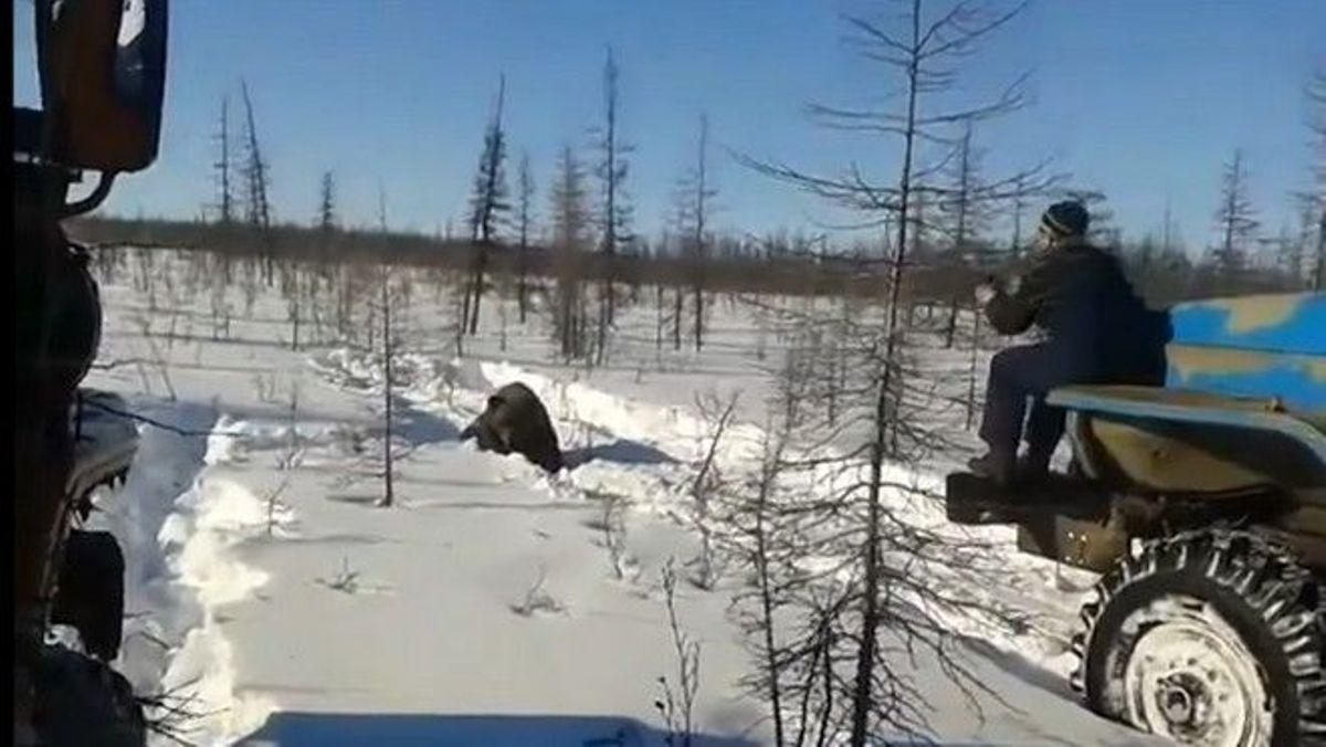 «Πάτα την, πάτα την!» Βίντεο σοκ με κυνηγούς που καταδιώκουν και πατάνε με φορτηγά αρκούδες στο χιόνι.