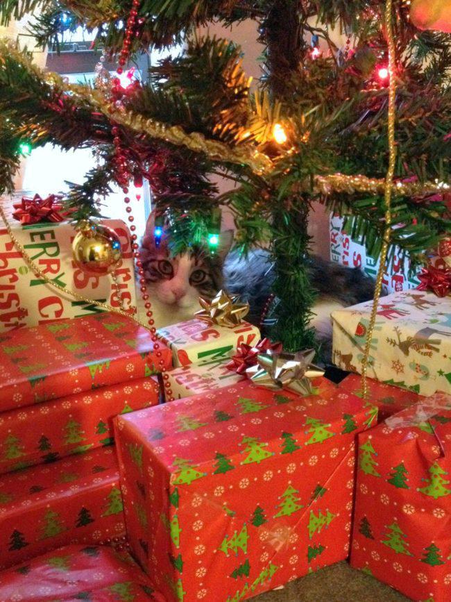 This cat knows that he's the best present of all. 