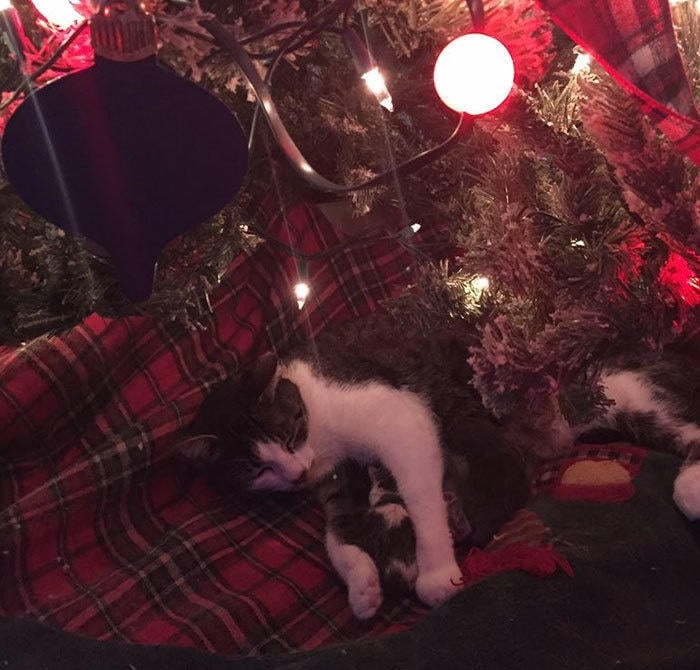 People called it a Christmas miracle as no one thought such a thing was possible from a stray cat that was only rescued three months ago. 