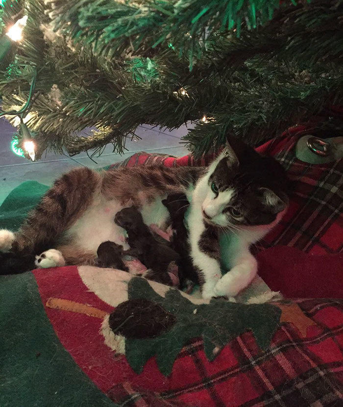  Due to the situation, the four kittens were named: Noel, Joy, Christmas, and Faith. Danielle shared her story on Twitter and it instantly went viral. 