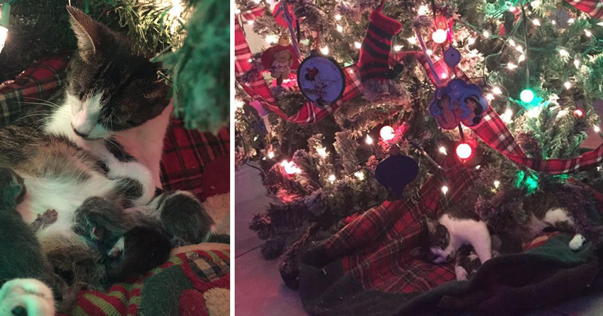 Γάτα γεννάει κάτω από το χριστουγεννιάτικο δέντρο και κάνει στους ιδιοκτήτες της το πιο υπέροχο δώρο για τη χρονιά που έρχεται