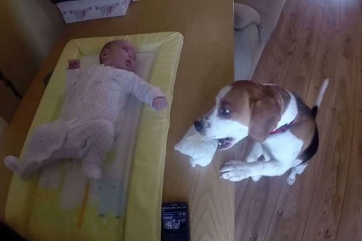 Σκύλος βοηθάει τη μαμά να αλλάξει πάνα στο μωρό! (βίντεο)