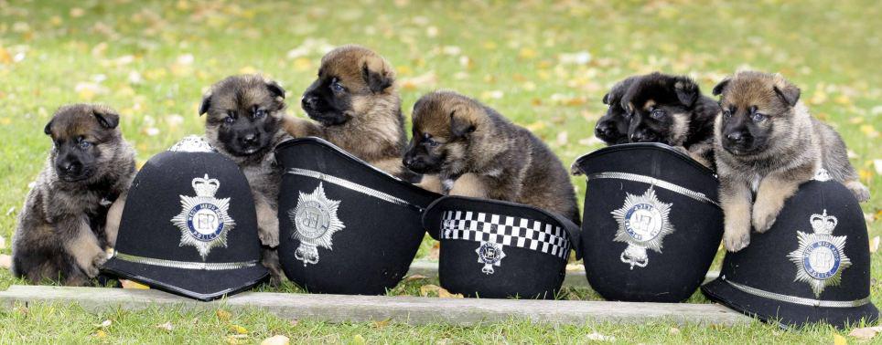 Seven-strong litter of German shepherd police pups