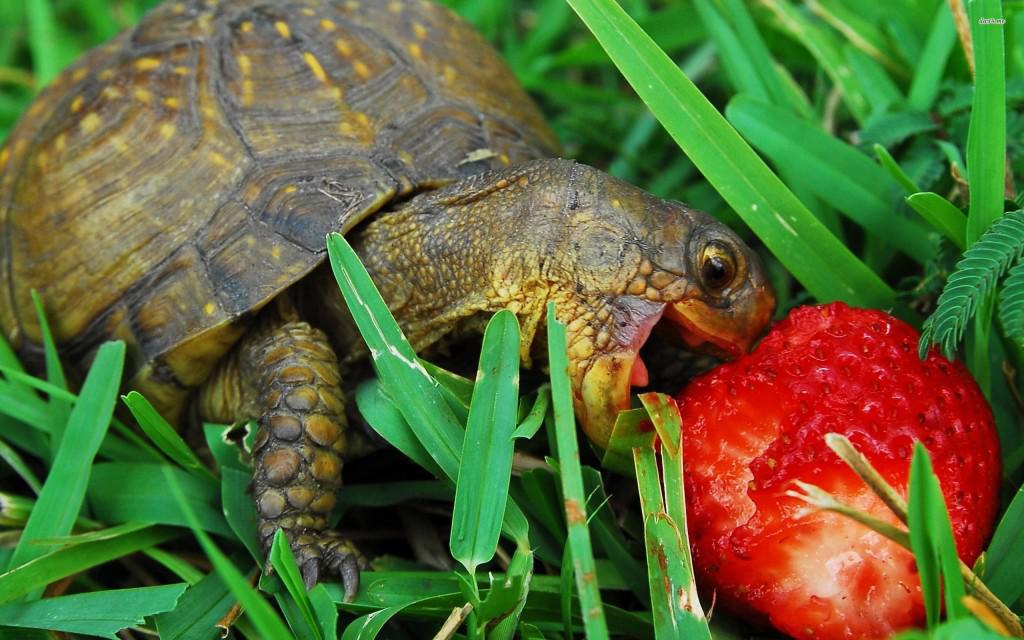 21421-turtle-eating-a-strawberry-2560x1600-animal-wallpaper