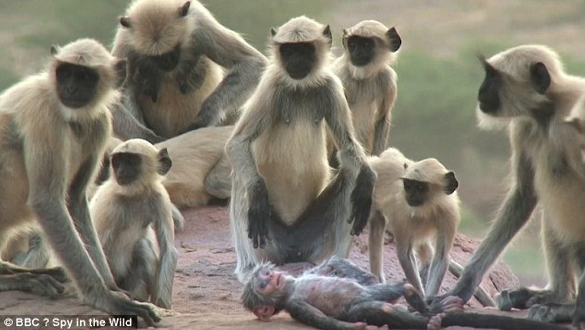 Απίστευτο! Μαϊμούδες θρηνούν μαϊμουδάκι  «ρομπότ» που νομίζουν ότι πέθανε!