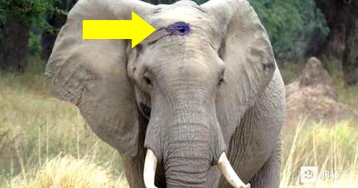 Πυροβόλησαν έναν ελέφαντα στο κεφάλι και θα πέθαινε από τη μόλυνση. Δείτε όμως ΠΩΣ ζητά βοήθεια από τους ανθρώπους και θα δακρύσετε!