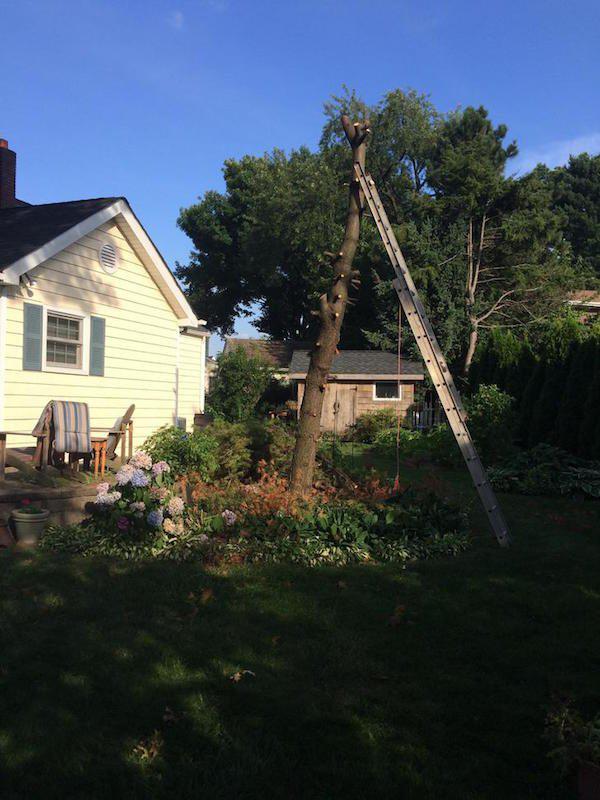 Δημιουργικός μπαμπάς μετέτρεψε ένα άρρωστο δέντρο σε παραμυθένιο κήπο για την κόρη του (4)