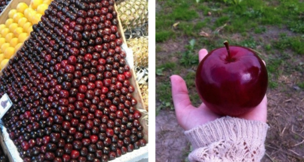 22 φωτογραφίες με φρούτα και λαχανικά που θα αγαπήσουν όσοι έχουν τάσεις για OCD